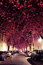 Cherry Blossoms, Bonn, Germany
photo via sugarspace