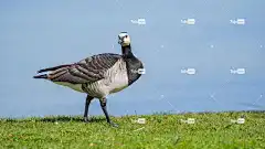 藤壶鹅 高清壁纸 免费壁纸 Mac壁纸 壁纸4K 野鹅 水鸟 候鸟