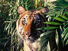 森林之王老虎写真桌面高清壁纸桌面壁纸1