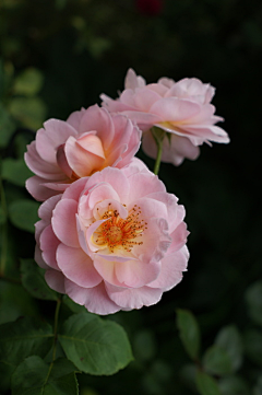 灬铃兰灬采集到玫瑰——稀有色系