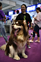 阿拉斯加雪橇犬(重庆第三届宠物博览会2019.05.18.)