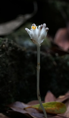 繁星满枝丫采集到花卉