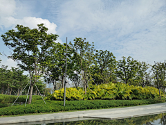 yunaaaa采集到公园植物景观
