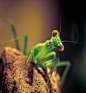 DYK: The Praying Mantis can swivel its head nearly 180 degrees to spot potential prey.