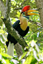 Red-knobbed Hornbill