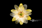 Flower Recombination创意图片素材 - Moment