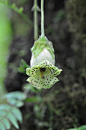 苦苣苔科，Capanea玉兰，哥斯达黎加