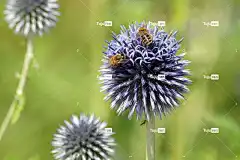 蓟 美丽的花朵 花 观赏葱 全高清壁纸 桌面背景 葱属 蜜蜂