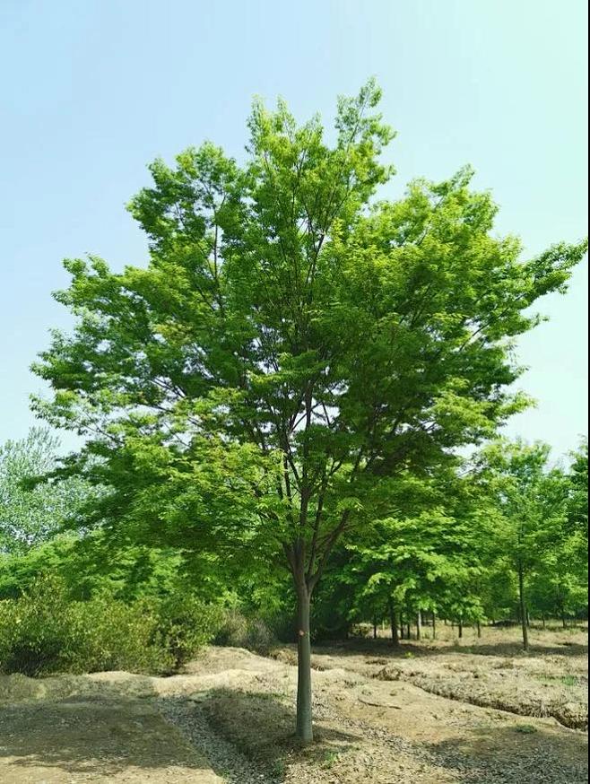 榉树图片_植物单体图片素材-花瓣网