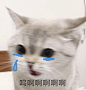 (80 条消息) 有没有适合情侣之间发的表情包? - 知乎