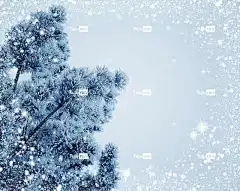 雪 杉木树 假期 霜 树 4K壁纸1920X1080 全高清壁纸