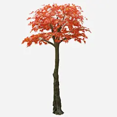 仿真枫树免抠素材_新图网 https://ixintu.com 仿真 枫树 植物 红色