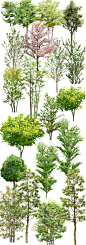 园林写实立面树木植物PNG效果图ps后期高清免抠设计素材源文件