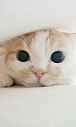 Cute Cat: 