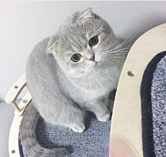 沐离♀采集到可爱折耳猫