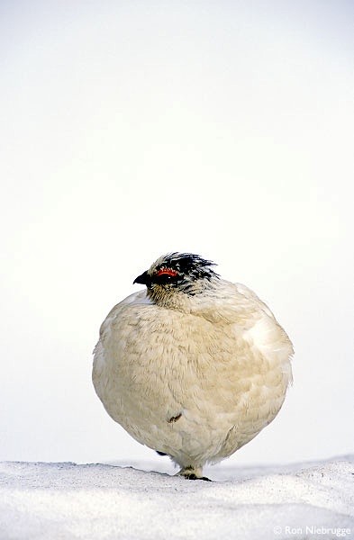 Rock Ptarmigan with ...