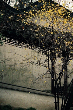 蓝色天际11采集到烟雨江南