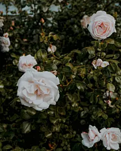 玫瑰花高清摄影素材