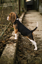 Beagle watch dog...Lisa by Aleksandr Naumov / 500px: 