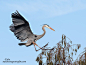 落
Touchdown !!!!!!!!!!!!!! by Judylynn Malloch on 500px