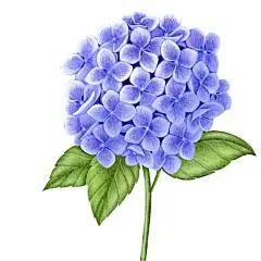 紫色绣球花插画矢量图设计素材