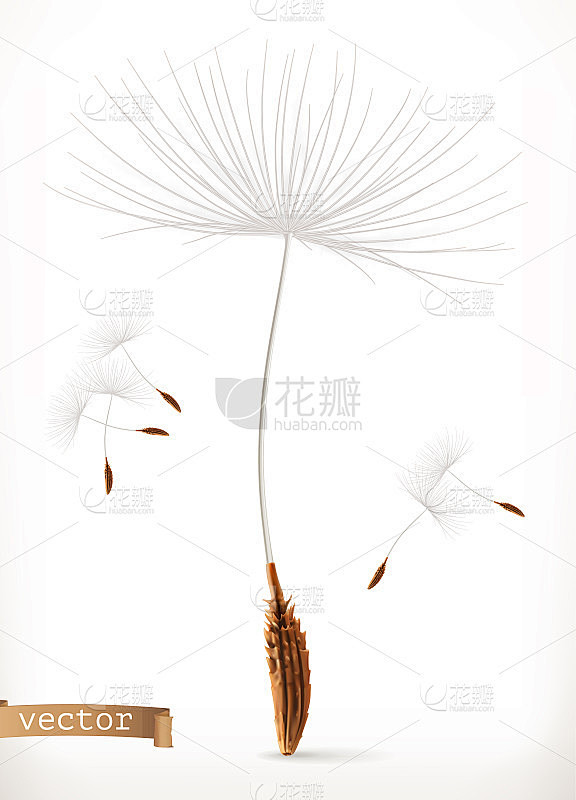 蒲公英种子，3d矢量图标