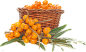 PNG 沙棘 果 素材 免抠图 果 食物 水果 (15)
