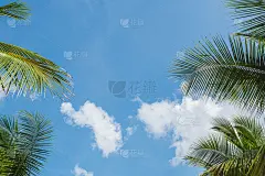 绿色的棕榈树或椰子树叶子作为框架，清晰的可以，闪耀和蓝色的背景与复制空间在夏天