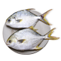 国联 金鲳鱼 700g/袋 2条 火锅 海鲜