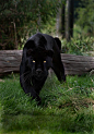 ..A black panther is typically a melanistic color variant of any of several species of larger cat. In Latin America, wild 'black panthers' may be black jaguars. In Asia and Africa, black leopards, in Asia, possibly the very rare black tigers and in North 