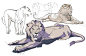 Christine Bian  动物结构画法素材狮子