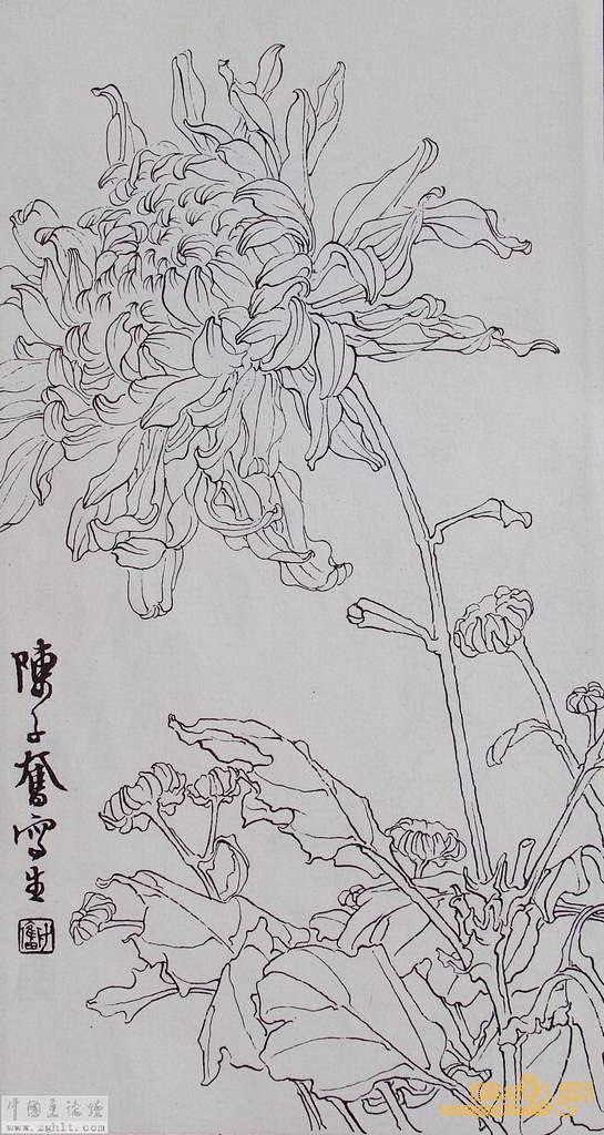 【新提醒】陈子奋的花卉线描高清图（4） ...