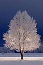 Snow Tree, Stockholm