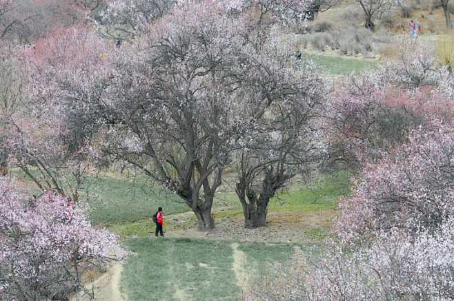 西藏林芝嘎拉村的桃花林