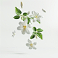 A jasmine flower flying in the air, white background, realistic style, food photography,