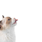 猫免扣素材