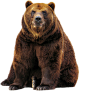 bear_1