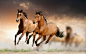 Hani Alwsaby_horses