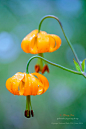 去往Madison Falls路边的哥伦比亚百合 Lilium columbianum, Columbia Lily。原生北美西北部的百合，橙色带斑点的花和东亚的卷丹与虎皮百合有些类似。
Olympic National Park, WA