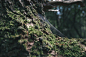 nature forest moss blur
