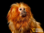 金狮绢毛猴，学名：金狮面狨（Leontopithecus rosalia rosalia）
摄影：Joel Sartore

　　这种狨猴拥有光泽华亮的毛色，如狮子的鬃毛般金光闪耀，其面部呈黑色，看起来顽皮可爱，狨猴因这些特点而得名。金狮面狨经常暴露于热带雨林的强烈阳光之下，它们的食物中含有丰富的胡萝卜素，所以毛色呈黄色。