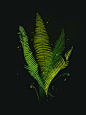 Bontanical : Ongoing botanical series.