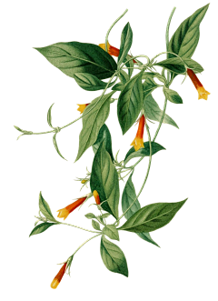 Winneon采集到花卉素材