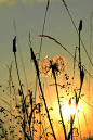 Photograph Sunset meadow by Vratko Boleslavský on 500px