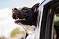 Dog, Happy, Car, Head, Car Window