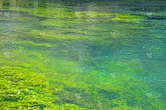 绿色的水的质地