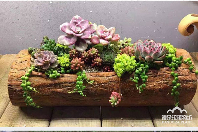 潘朵拉/树桩花盆木桩花盆木头木质花盆多肉...