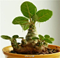 owl【植物神经】这个胖胖的家伙不是什么外星生物，只是一株桑科琉桑属植物而已，暂时无中文名，拉丁文名Dorstenia foetida。块根爱好者们应该会比较熟悉，这个很Q的造型也许应该出现在游戏或者奇幻世界里。来自tanissan(日本）一位块根植物爱好者的分享。