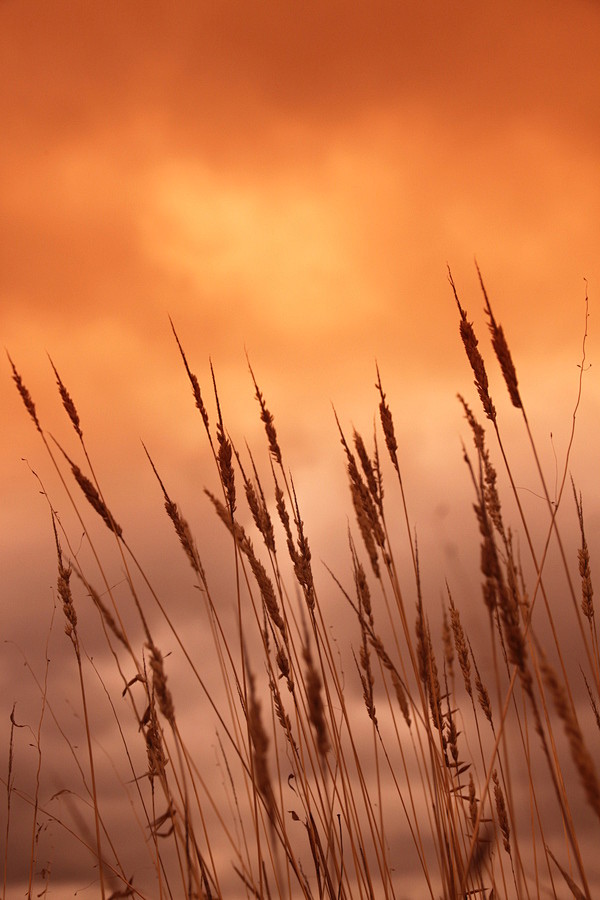 Photograph …"Fields ...