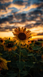 Sunflower wallpaper android #Android #background #Sunflower #Wallpaper